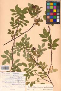 Rosa davurica Pall., Siberia, Russian Far East (S6) (Russia)