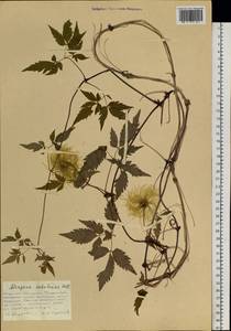 Clematis ochotensis (Pall.) Poir., Siberia, Russian Far East (S6) (Russia)
