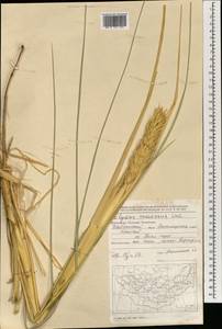 Leymus racemosus (Lam.) Tzvelev, Mongolia (MONG) (Mongolia)