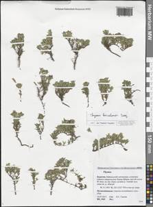 Thymus baicalensis Serg., Siberia, Baikal & Transbaikal region (S4) (Russia)