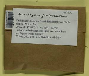 Leucobryum juniperoideum (Brid.) Müll. Hal., Bryophytes, Bryophytes - Russian Far East (excl. Chukotka & Kamchatka) (B20) (Russia)