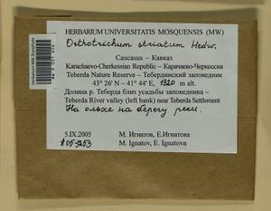 Lewinskya striata (Hedw.) F. Lara, Garilleti & Goffinet, Bryophytes, Bryophytes - North Caucasus & Ciscaucasia (B12) (Russia)