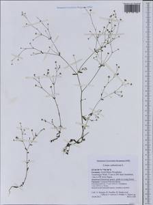 Linum catharticum L., Western Europe (EUR) (Germany)