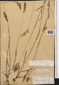 Helictotrichon hookeri (Scribn.) Henrard, Middle Asia, Dzungarian Alatau & Tarbagatai (M5) (Kazakhstan)