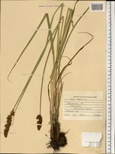 Carex vulpina L., Eastern Europe, South Ukrainian region (E12) (Ukraine)