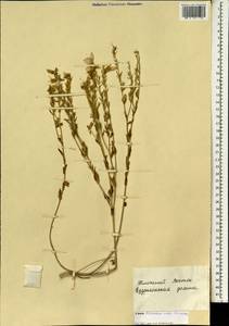 Linum hirsutum, South Asia, South Asia (Asia outside ex-Soviet states and Mongolia) (ASIA) (Israel)
