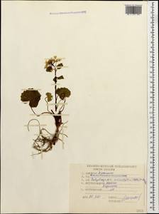 Pachyphragma macrophyllum (Hoffm.) N.Busch, Caucasus, Stavropol Krai, Karachay-Cherkessia & Kabardino-Balkaria (K1b) (Russia)