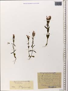 Centaurium erythraea, Caucasus, Dagestan (K2) (Russia)