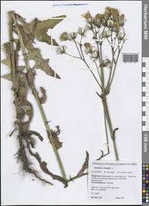 Sonchus arvensis L., Siberia, Baikal & Transbaikal region (S4) (Russia)