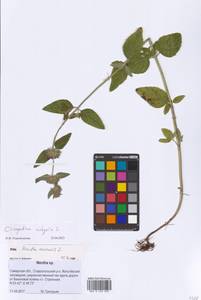 Clinopodium vulgare L., Eastern Europe, Middle Volga region (E8) (Russia)