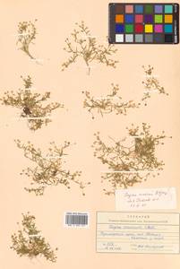Sagina maxima subsp. crassicaulis (S. Watson) G. E. Crow, Siberia, Russian Far East (S6) (Russia)