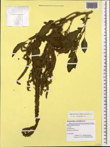 Amaranthus cruentus L., Caucasus, Black Sea Shore (from Novorossiysk to Adler) (K3) (Russia)