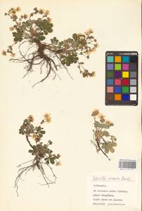 Potentilla cinerea subsp. incana (G. Gaertn., B. Mey. & Scherb.) Asch., Eastern Europe, Lithuania (E2a) (Lithuania)