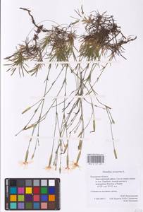 Dianthus arenarius L., Eastern Europe, Central region (E4) (Russia)