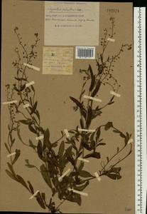 Myosotis scorpioides L., Eastern Europe, South Ukrainian region (E12) (Ukraine)