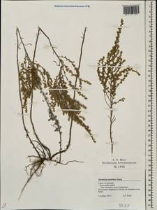 Artemisia austriaca Jacq., Eastern Europe, Lower Volga region (E9) (Russia)