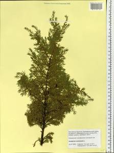 Juniperus communis L., Siberia, Baikal & Transbaikal region (S4) (Russia)