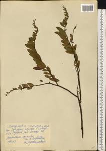 Chamaedaphne calyculata (L.) Moench, Eastern Europe, Central forest-and-steppe region (E6) (Russia)