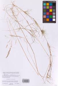 Agrostis canina L., Eastern Europe, Moscow region (E4a) (Russia)