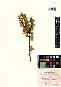Betula fruticosa Pall., Siberia, Baikal & Transbaikal region (S4) (Russia)