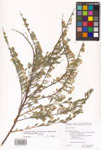 Spiraea crenata L., Eastern Europe, Central forest-and-steppe region (E6) (Russia)