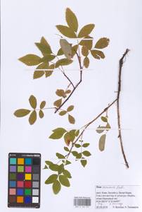 Rosa acicularis Lindl., Eastern Europe, Northern region (E1) (Russia)