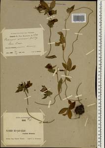 Codonopsis ussuriensis (Rupr. & Maxim.) Hemsl., South Asia, South Asia (Asia outside ex-Soviet states and Mongolia) (ASIA) (China)