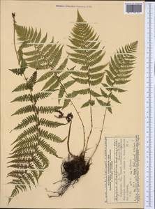 Pseudathyrium alpestre subsp. alpestre, Western Europe (EUR) (Norway)