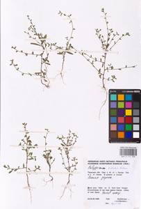 Polygonum arenastrum subsp. calcatum (Lindm.) Wissk., Eastern Europe, Eastern region (E10) (Russia)