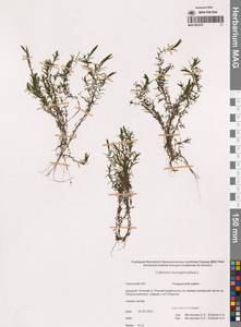 Callitriche hermaphroditica L., Siberia, Chukotka & Kamchatka (S7) (Russia)