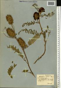 Astragalus ponticus Pall., Eastern Europe, South Ukrainian region (E12) (Ukraine)