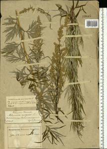 Artemisia vulgaris L., Eastern Europe, Central forest-and-steppe region (E6) (Russia)