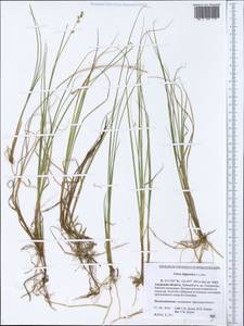 Carex lapponica O.Lang, Siberia, Russian Far East (S6) (Russia)