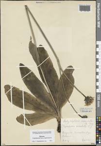 Trommsdorffia maculata (L.) Bernh., Eastern Europe, Moscow region (E4a) (Russia)