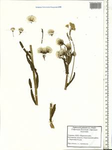 Tephroseris palustris (L.) Fourr., Eastern Europe, North Ukrainian region (E11) (Ukraine)