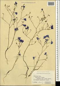 Delphinium consolida subsp. paniculatum (Host) N. Busch, Crimea (KRYM) (Russia)