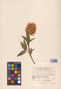 Trifolium pannonicum Jacq., Eastern Europe, West Ukrainian region (E13) (Ukraine)