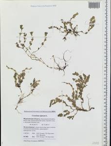 Cerastium alpinum L., Eastern Europe, Northern region (E1) (Russia)