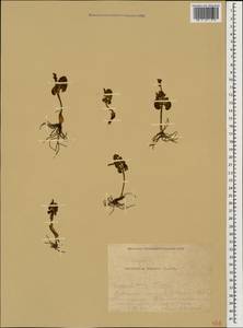 Botrychium lunaria (L.) Sw., Caucasus, Krasnodar Krai & Adygea (K1a) (Russia)