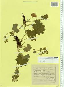 Alchemilla argutiserrata H. Lindb. ex Juz., Eastern Europe, Eastern region (E10) (Russia)