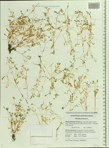 Montia fontana, Eastern Europe, Northern region (E1) (Russia)