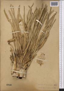 Eremurus olgae Regel, Middle Asia, Pamir & Pamiro-Alai (M2) (Uzbekistan)