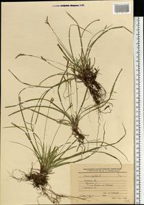 Carex digitata L., Eastern Europe, Central region (E4) (Russia)