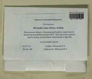 Dicranella crispa (Hedw.) Schimp., Bryophytes, Bryophytes - Moscow City & Moscow Oblast (B6a) (Russia)