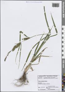 Carex rostrata Stokes, Siberia, Central Siberia (S3) (Russia)