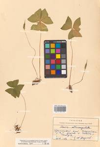 Oxalis obtriangulata Maxim., Siberia, Russian Far East (S6) (Russia)
