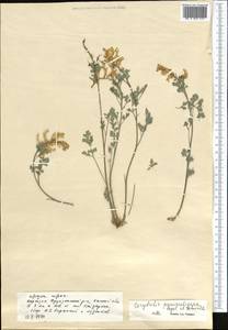 Corydalis paniculigera Regel & Schmalh. ex Regel, Middle Asia, Pamir & Pamiro-Alai (M2) (Kyrgyzstan)