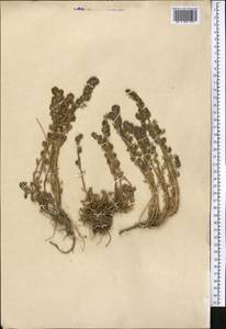 Artemisia rutifolia Steph. ex Spreng., Middle Asia, Western Tian Shan & Karatau (M3) (Not classified)