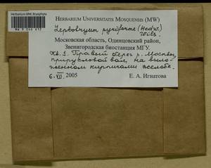 Leptobryum pyriforme (Hedw.) Wilson, Bryophytes, Bryophytes - Moscow City & Moscow Oblast (B6a) (Russia)