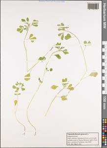 Trigonella foenum-graecum L., Botanic gardens and arboreta (GARD) (Russia)